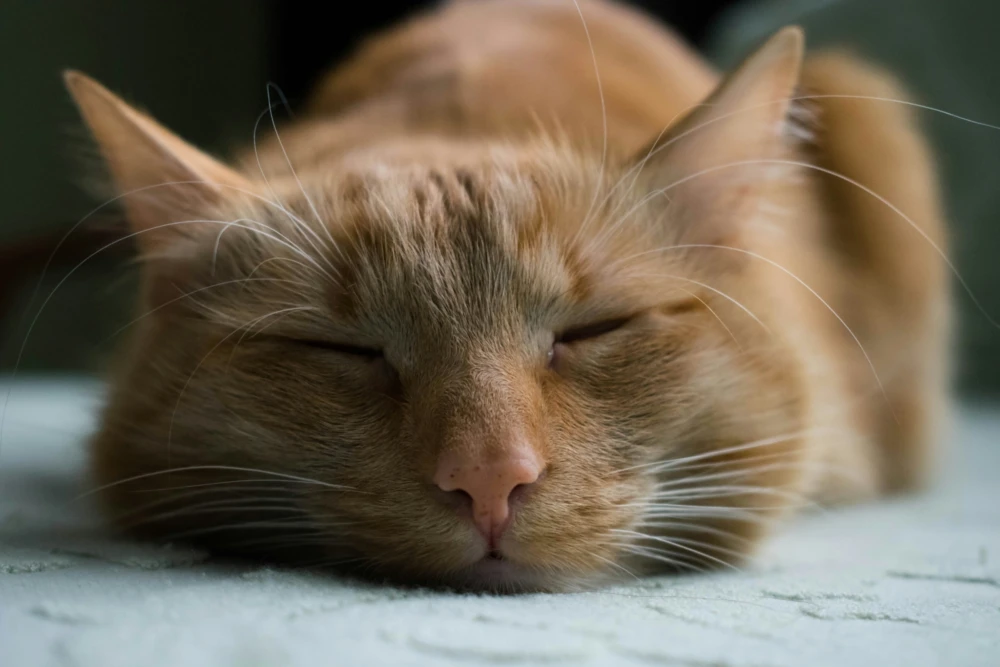 There are three things you can watch forever: fire, water and sleeping cat.